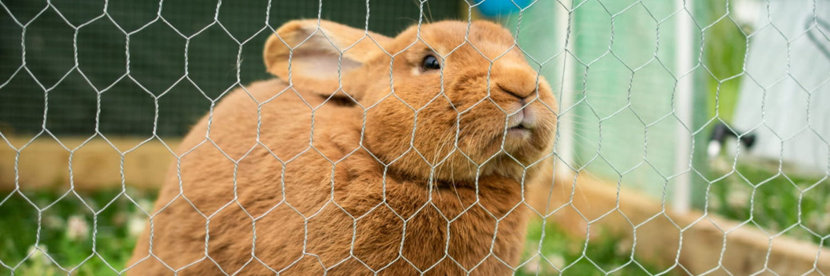 Ein braunes Kaninchen sitzt in einem Käfig und schaut hinaus in den Garten