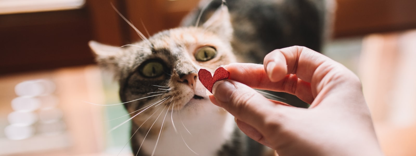 Nahaufnahme einer Katze, die ein Papierherz in der Hand ihres Besitzers anschaut