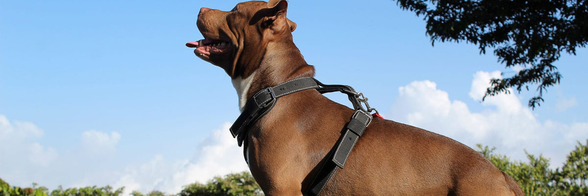 Hund mit bequemem Hundegeschirr blickt während eines Spaziergangs nach oben in den Himmel