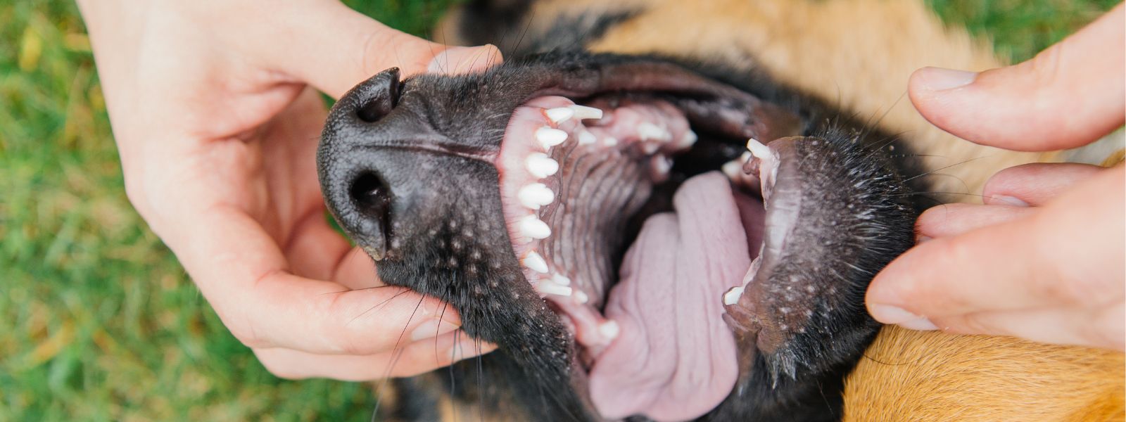 Nahaufnahme eines geöffneten Mauls eines Schäferhundes