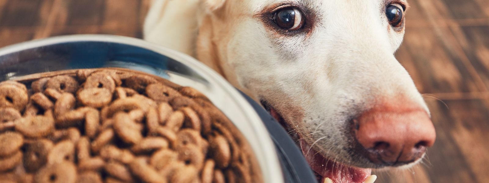 Hund schaut auf den Napf mit Hundefutter