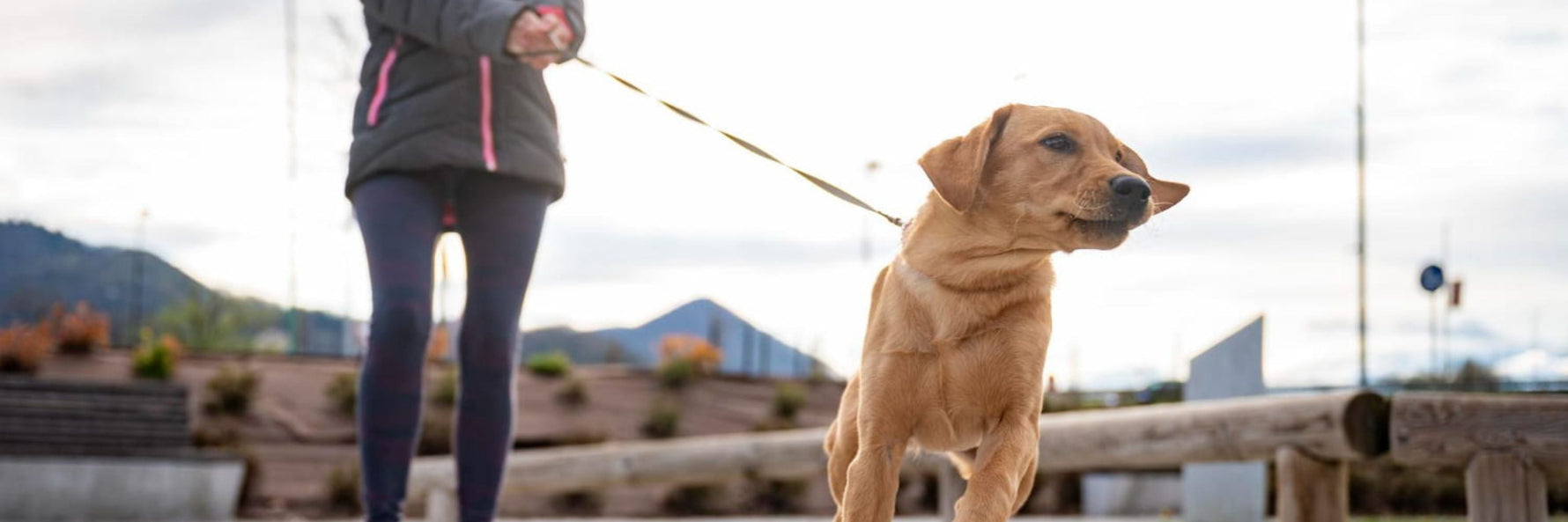 Ein Hund zieht an der Leine, während der Besitzer versucht, ihn zurückzuhalten