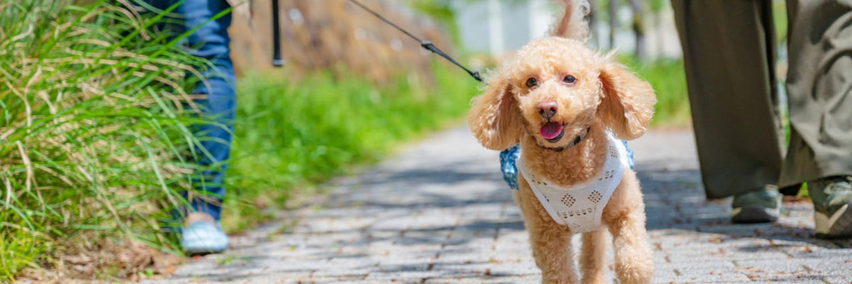 Hundebesitzer geht mit seinem Hund auf einem Spaziergang