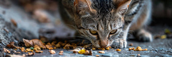 Eine grauhaarige Katze frisst Katzenfutter vom Boden