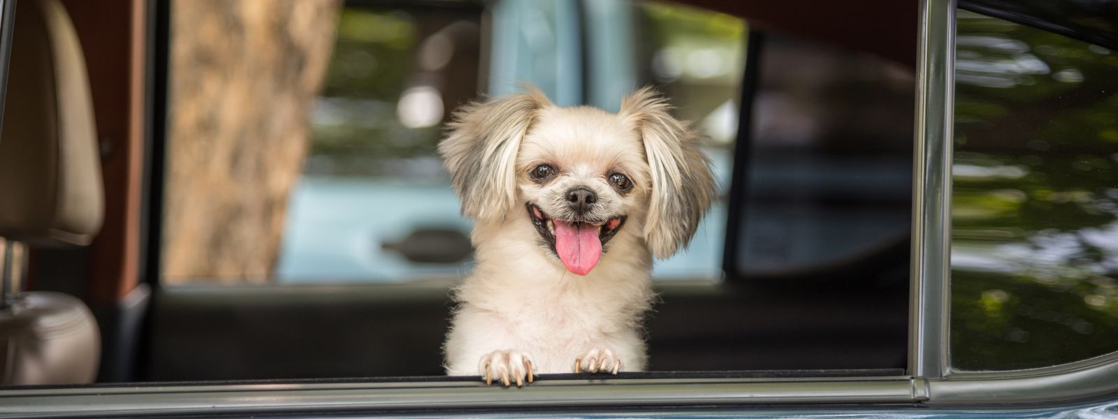 Süßer kleiner Hund schaut aus einem Auto