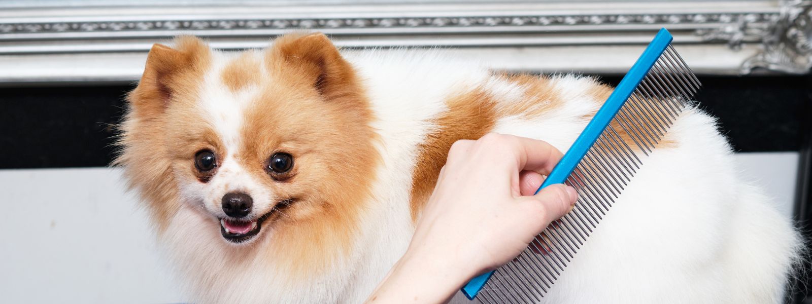 Hvid og orangefarbener Pomeranian, der mit einem Kamm gebürstet wird.