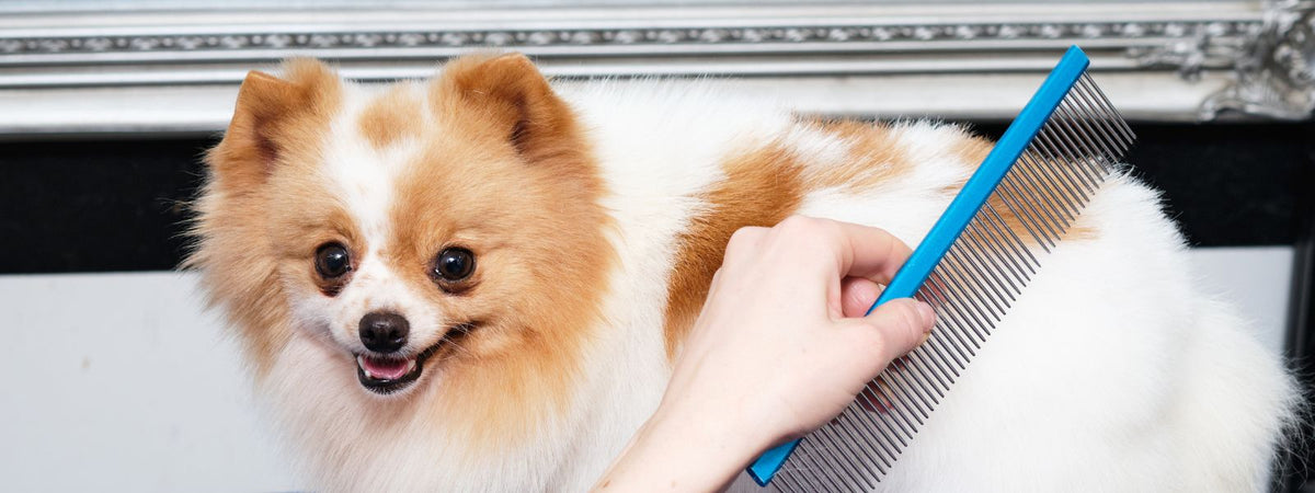 Hvid og orangefarbener Pomeranian, der mit einem Kamm gebürstet wird.