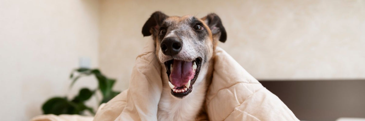 Ein lächelnder Greyhound allein zu Hause unter der Decke