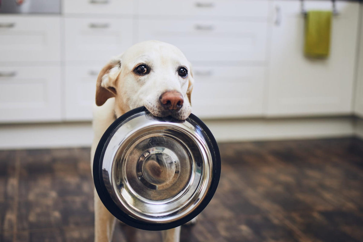 Ein weißer Hund, der mit einer Hundenapf im Maul steht