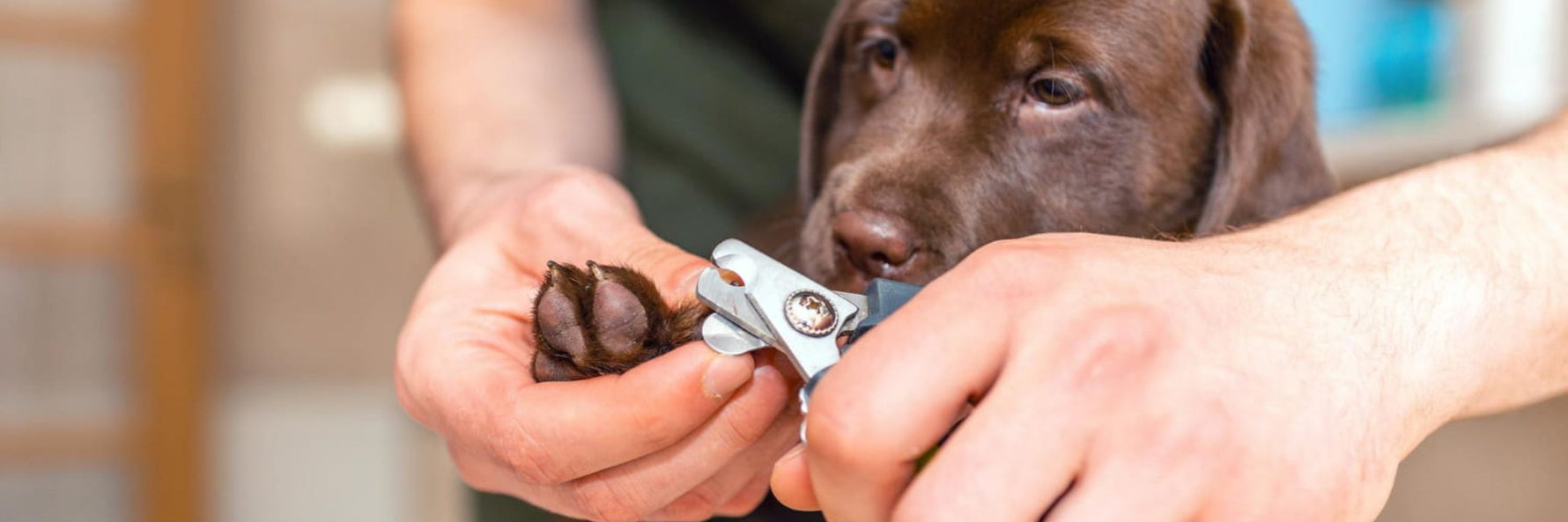 Ein brauner Labrador blickt auf seine Pfoten, während ihm die Krallen geschnitten werden