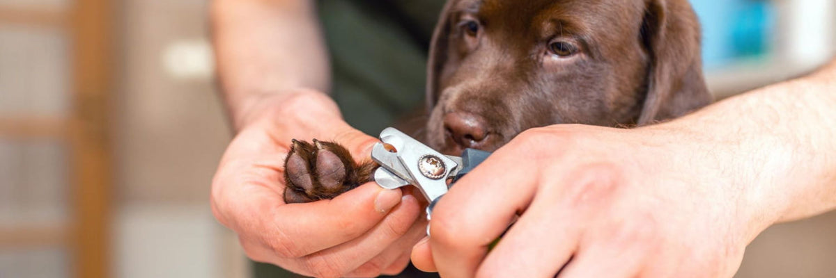 Ein brauner Labrador blickt auf seine Pfoten, während ihm die Krallen geschnitten werden