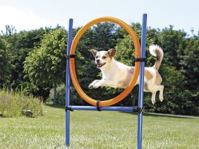 Agility-Ausrüstung - MegaPetShop