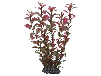 Aquariumpflanzen - MegaPetShop