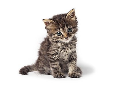 Alles für das Kätzchen - MegaPetShop