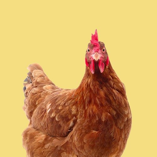 Gartentiere - MegaPetShop