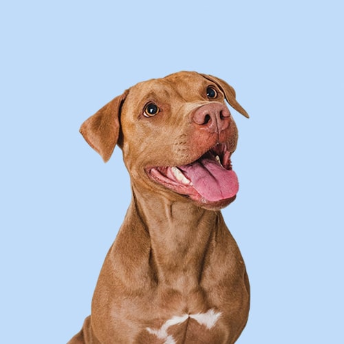 Jolly Paw Outlet | Hund