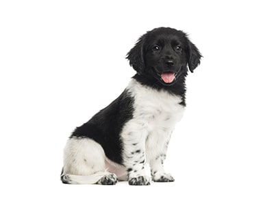 Alles für den Welpen - MegaPetShop