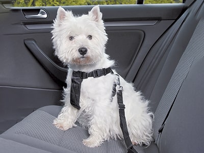 Hundegeschirr für Auto