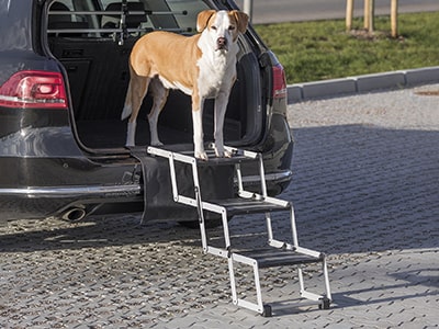 Hundetreppe fürs Auto