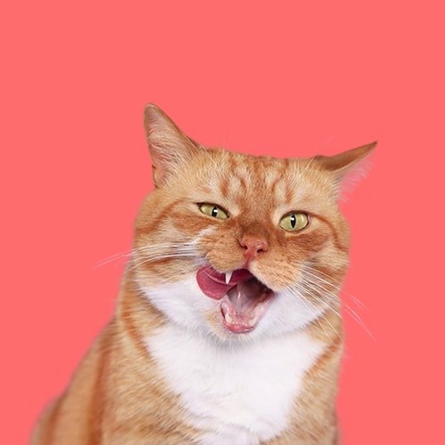 Katzen - MegaPetShop