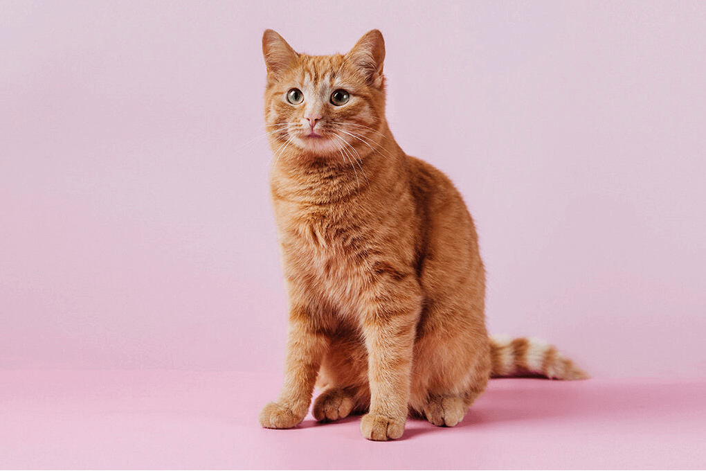 Jolly Paw Outlet | Katze