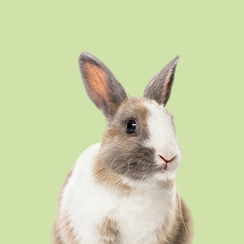 Kleintiere - MegaPetShop