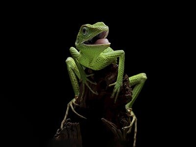 Reptilien - MegaPetShop