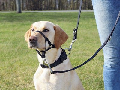 Halti Hundegeschirr - MegaPetShop