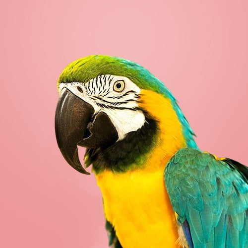 Vögel - MegaPetShop