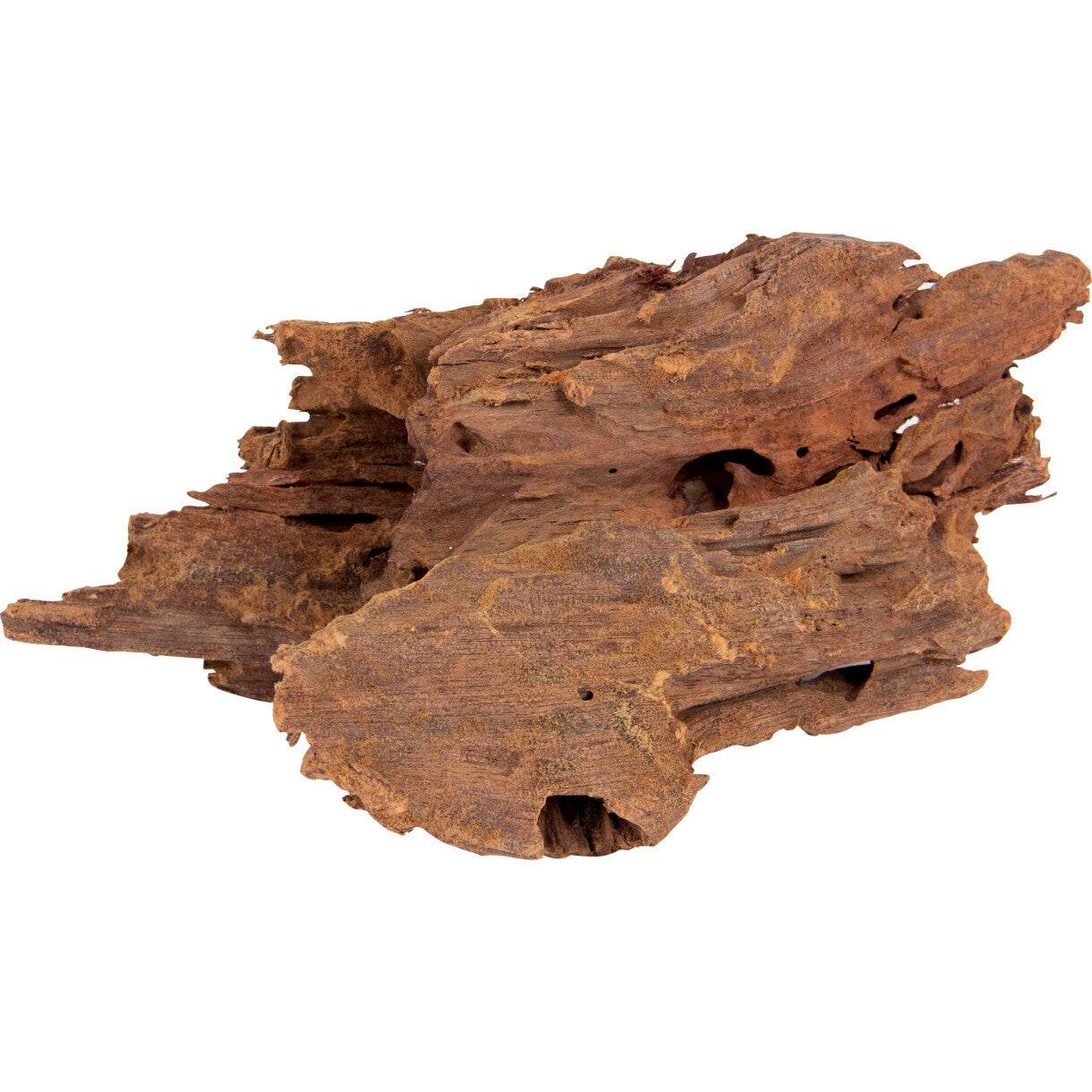 Mangrovenbaumwurzeln 15 cm - 23 cm