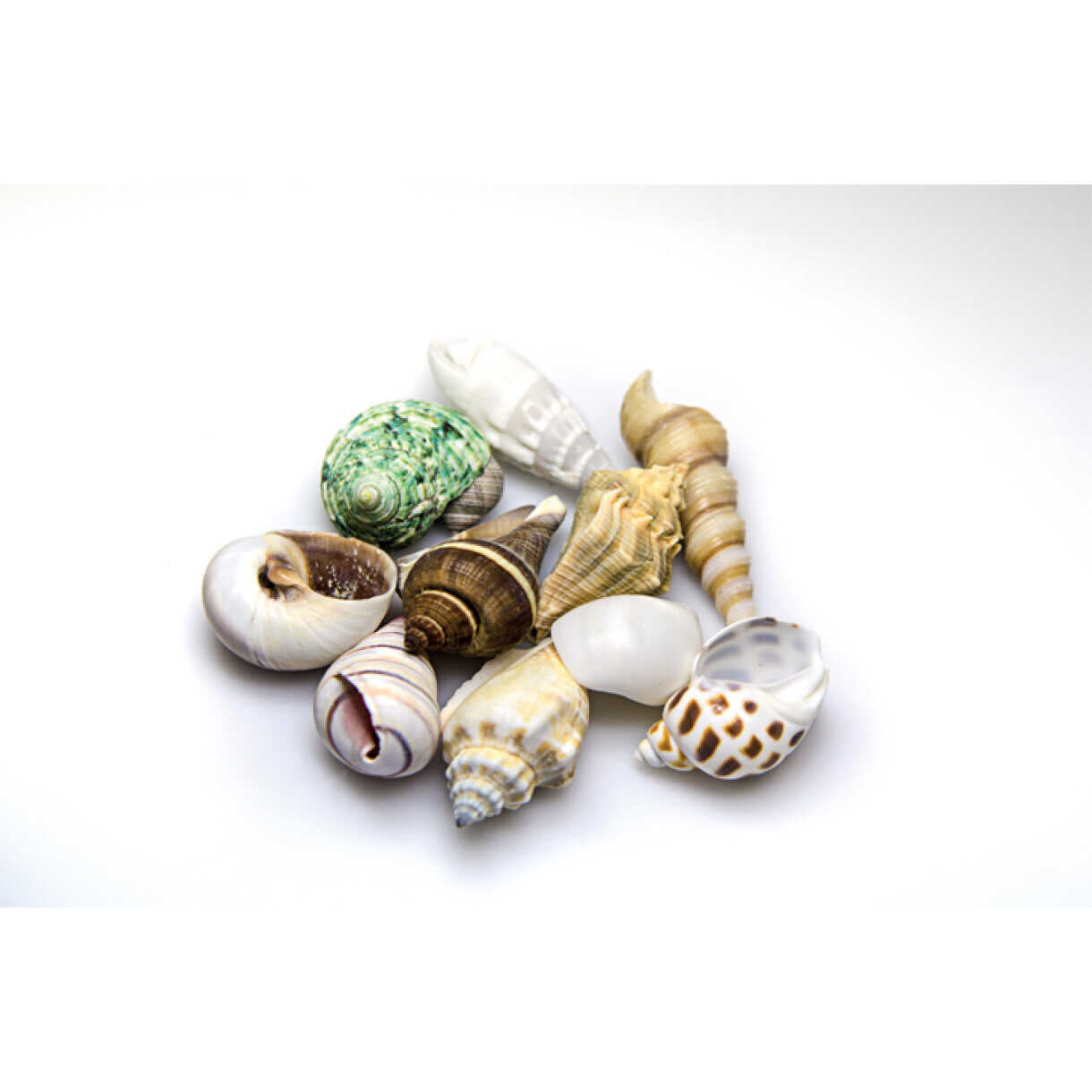 10 Stück Assortierte Schneckenhäuser 3 bis 5 cm