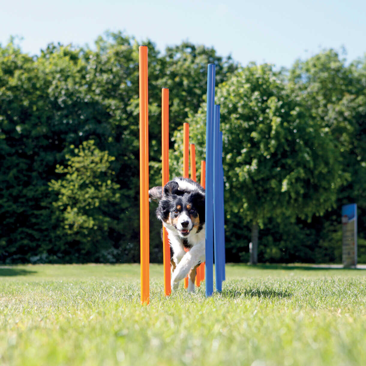 Trixie 12 Stück Dog Agility Slalomstangen 115 cm