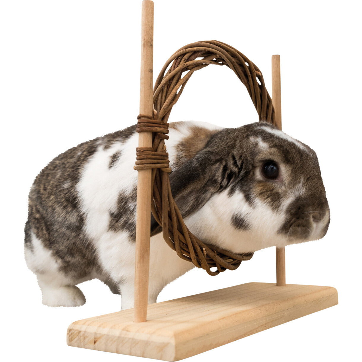 Trixie Activity Set mit Hindernis und Ring 28 x 26 x 12 cm