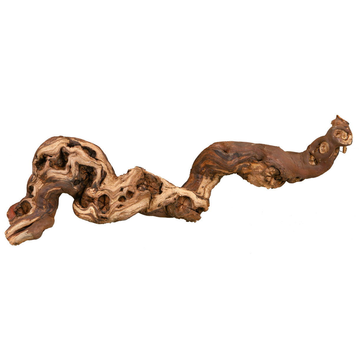 Trixie sandgestrahlter Flügelast für Reptilien, Vögel, Kaninchen und kleine Nagetiere